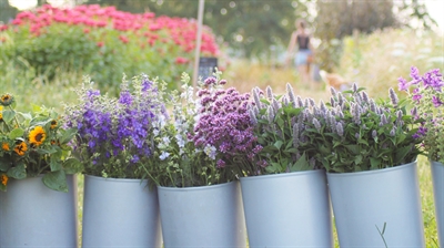 Artikels biobloemen: kleur van op het bioveld tot bij de consument